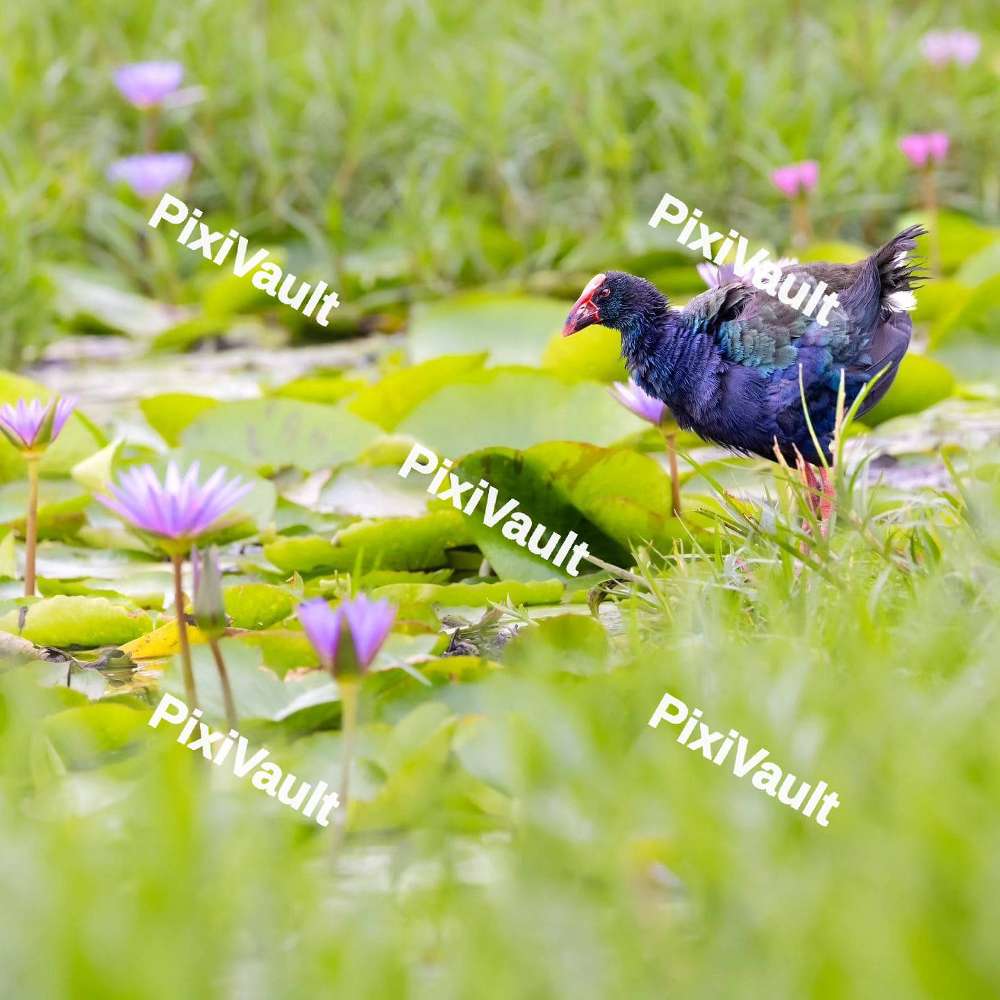 Grey-headed swamphen